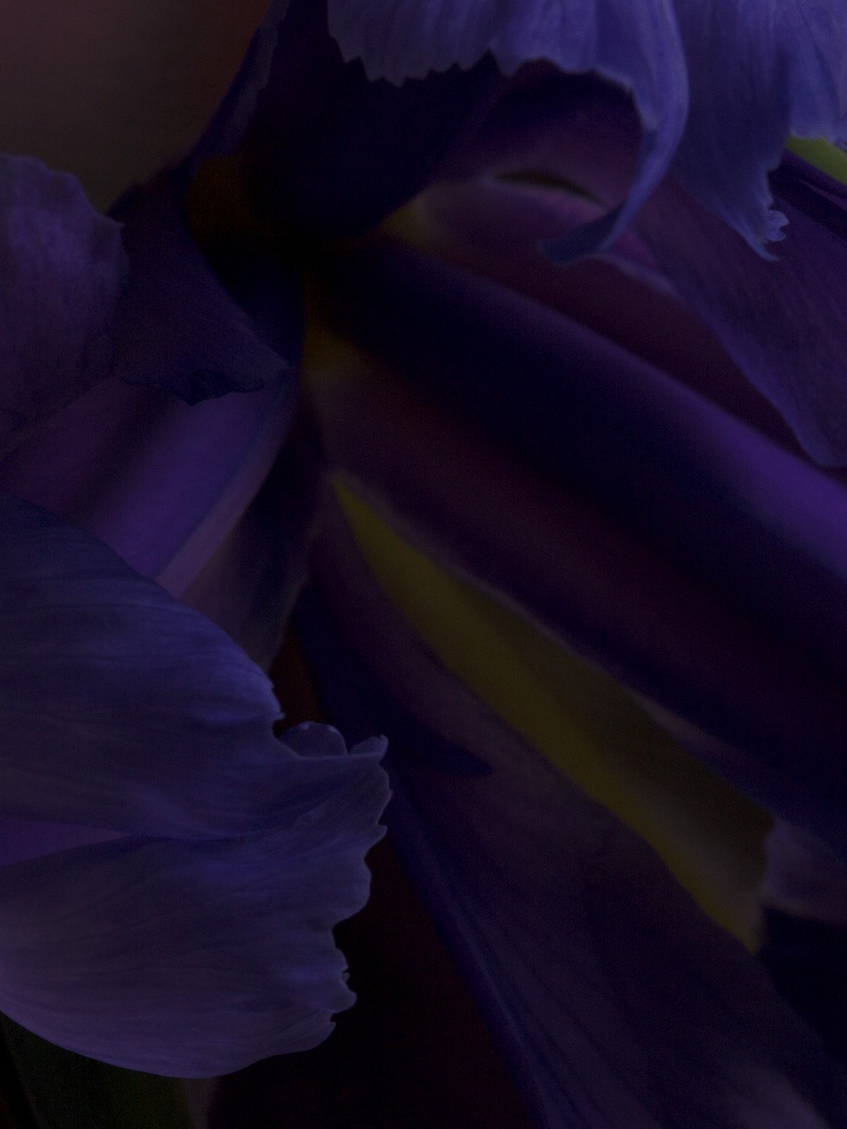 Macro of a purple iris