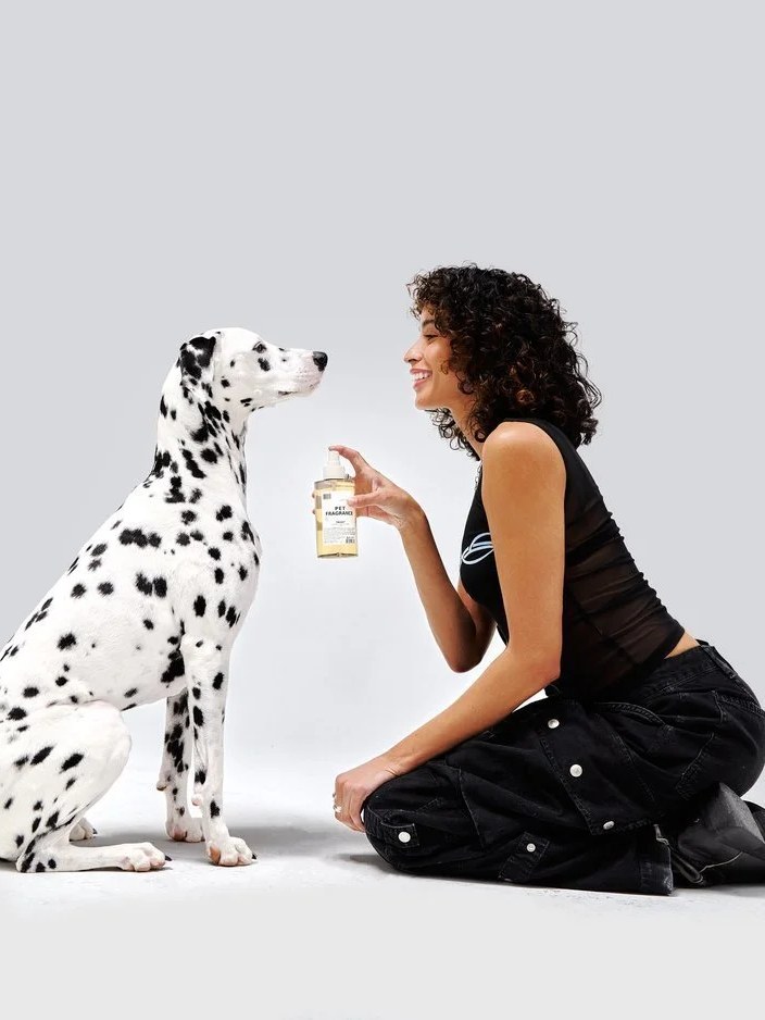 Woman offering a DedCool pet fragrance to a Dalmatian in a studio
