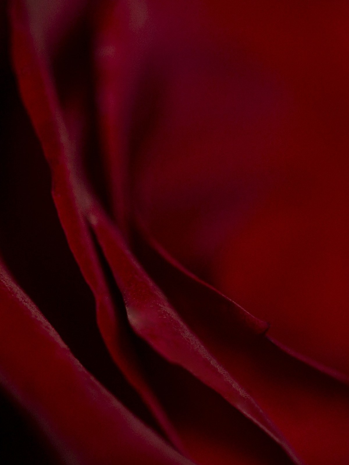 Macro of deep red rose petals
