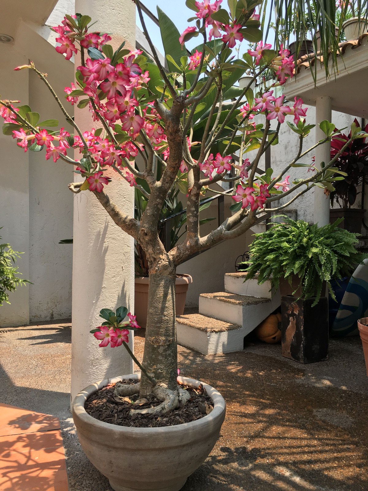 Tall pink flowering Adenium in a large pot outdoors