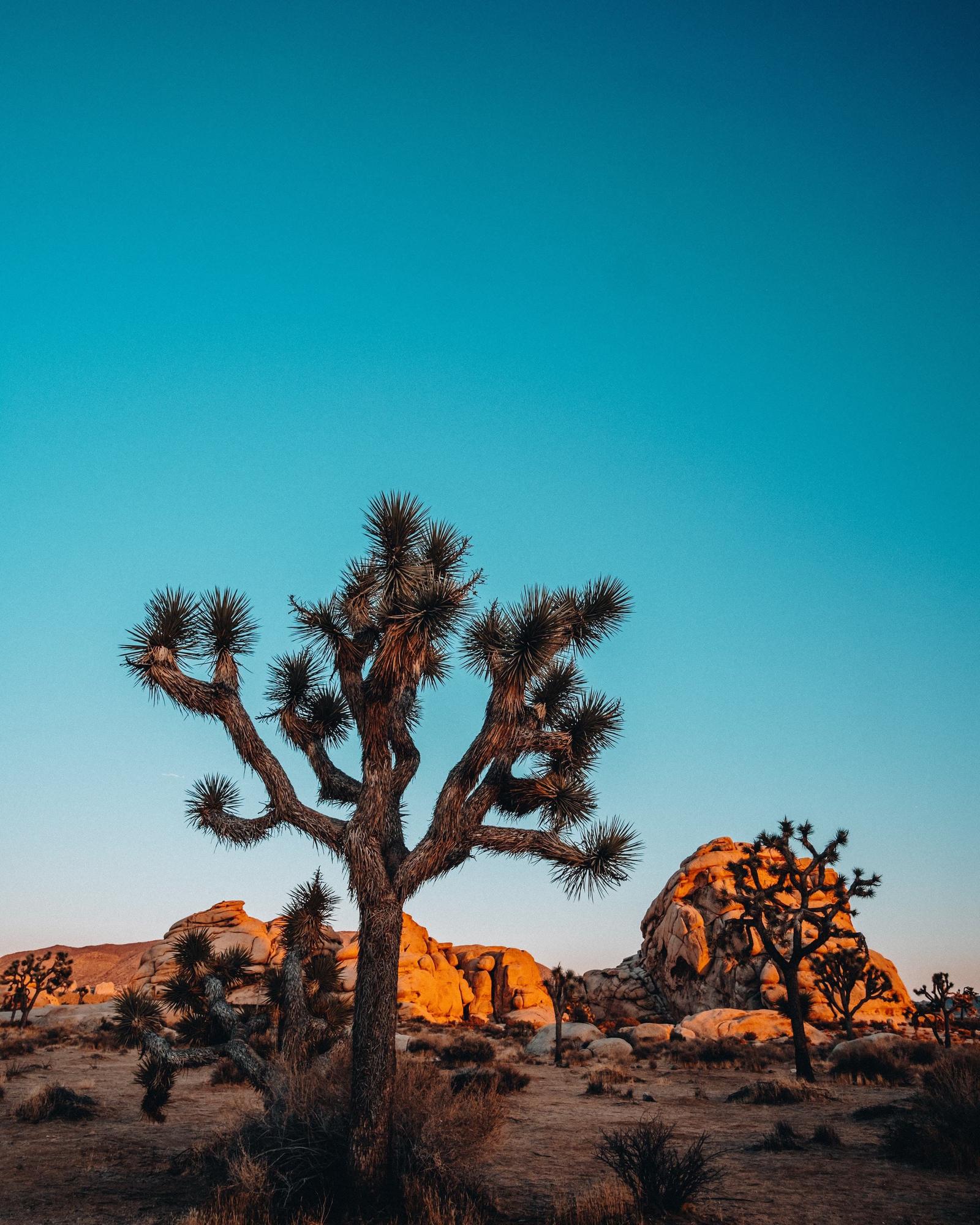 Joshua tree in the desert at sunset with glowing orange boulders under a teal sky