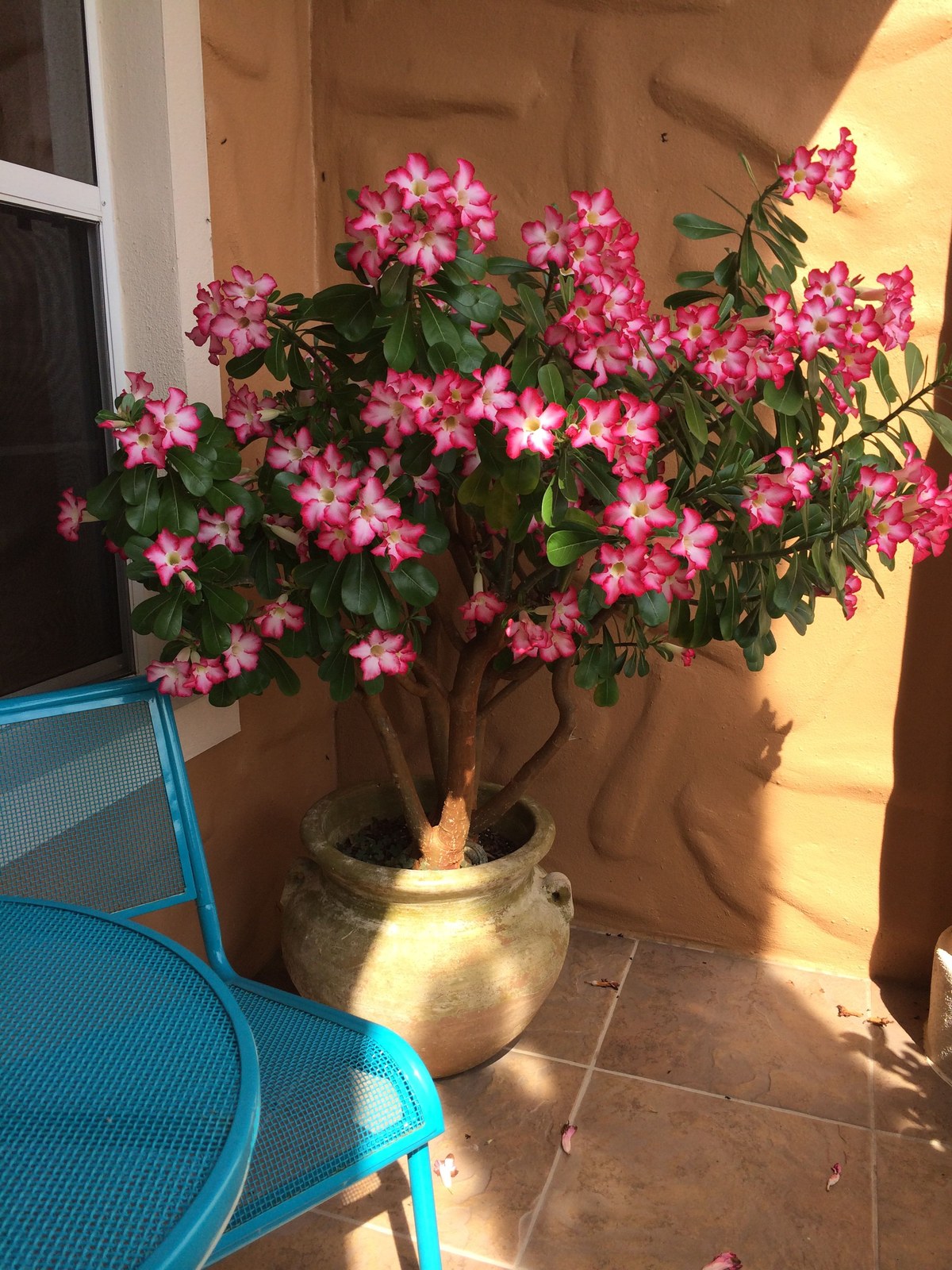 Pink desert rose in a cream planter on a sunny patio