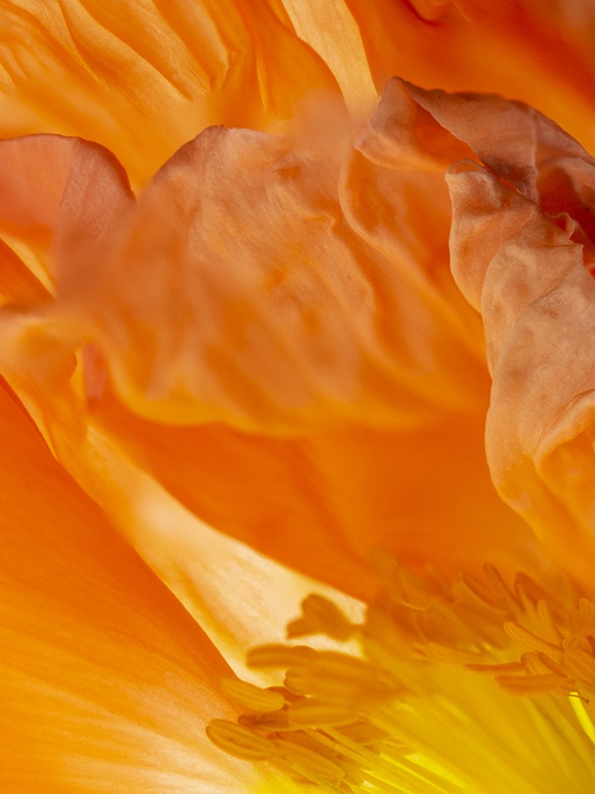 Macro of orange poppy petals