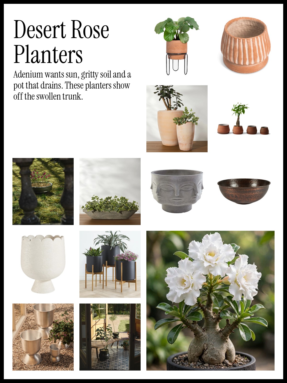 Collage of terracotta pots, low bowls and sculptural planters for a desert rose