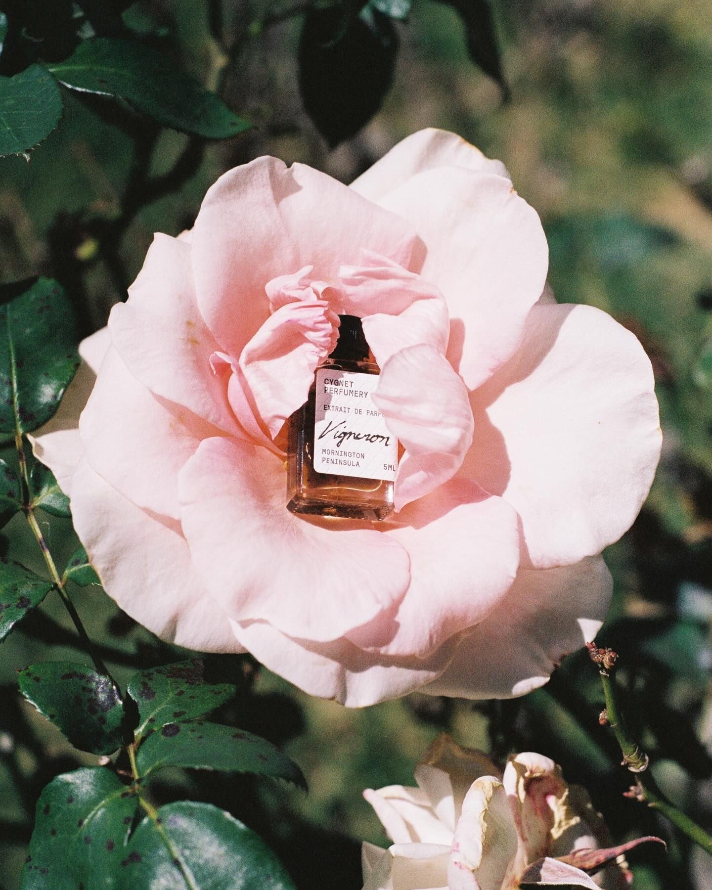 Rose Perfume Has Never Smelled Less Old-Fashioned