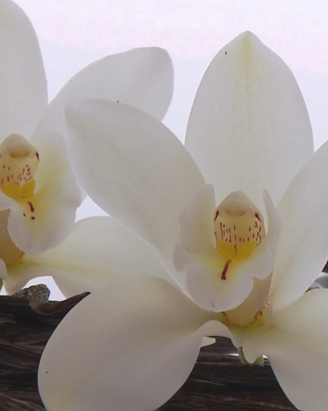 Oakcha, the Viral Vanilla, and the Designer Scents Around It