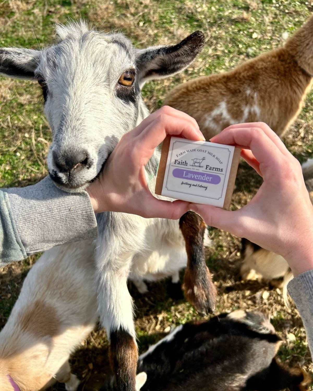 Beekman 1802, the Goat Milk Brand That Began on an Upstate Farm