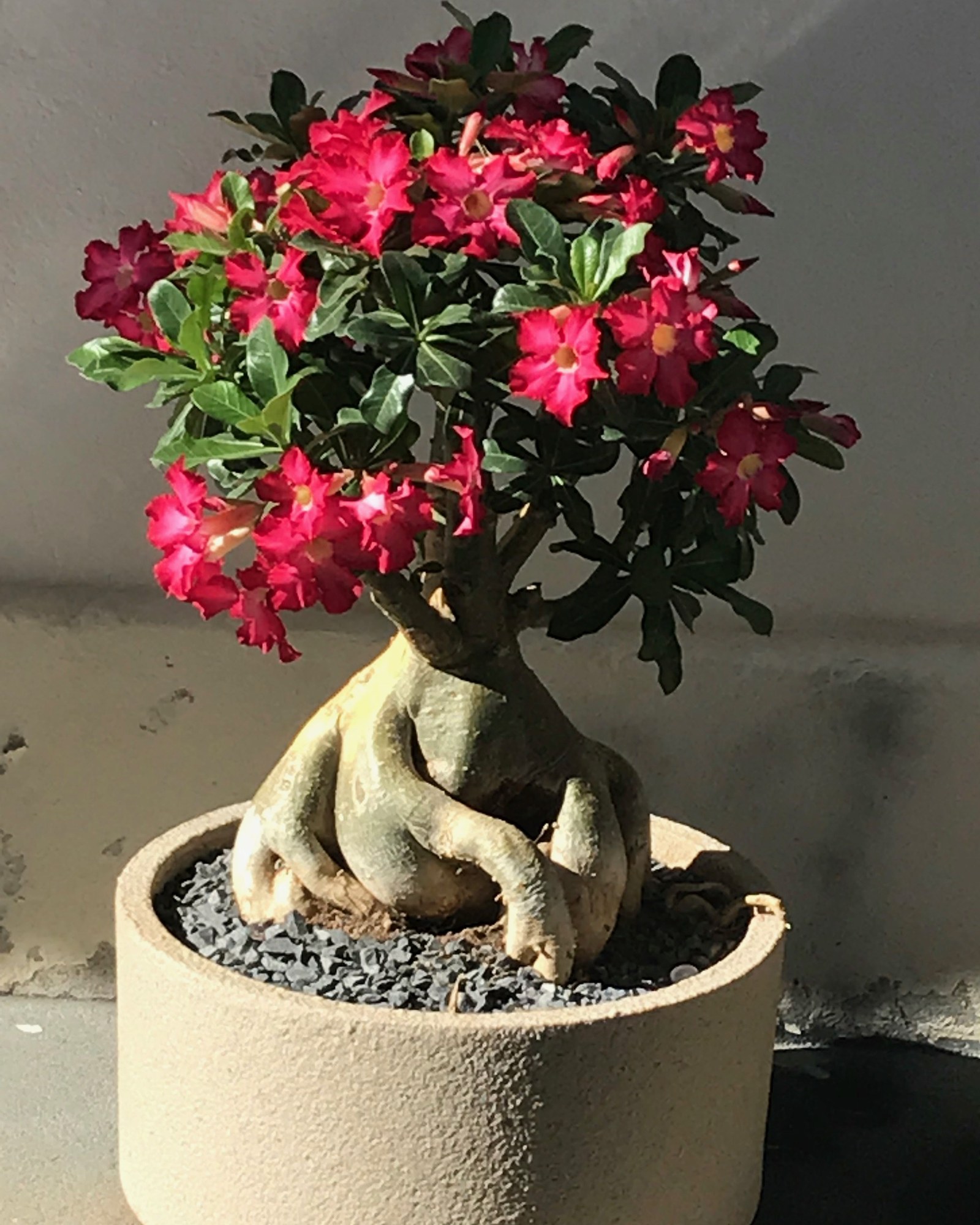 Desert Rose Care: How To Grow Adenium And Pot It Beautifully