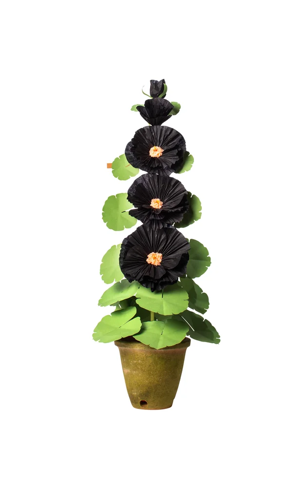 Hollyhock Paper Plant