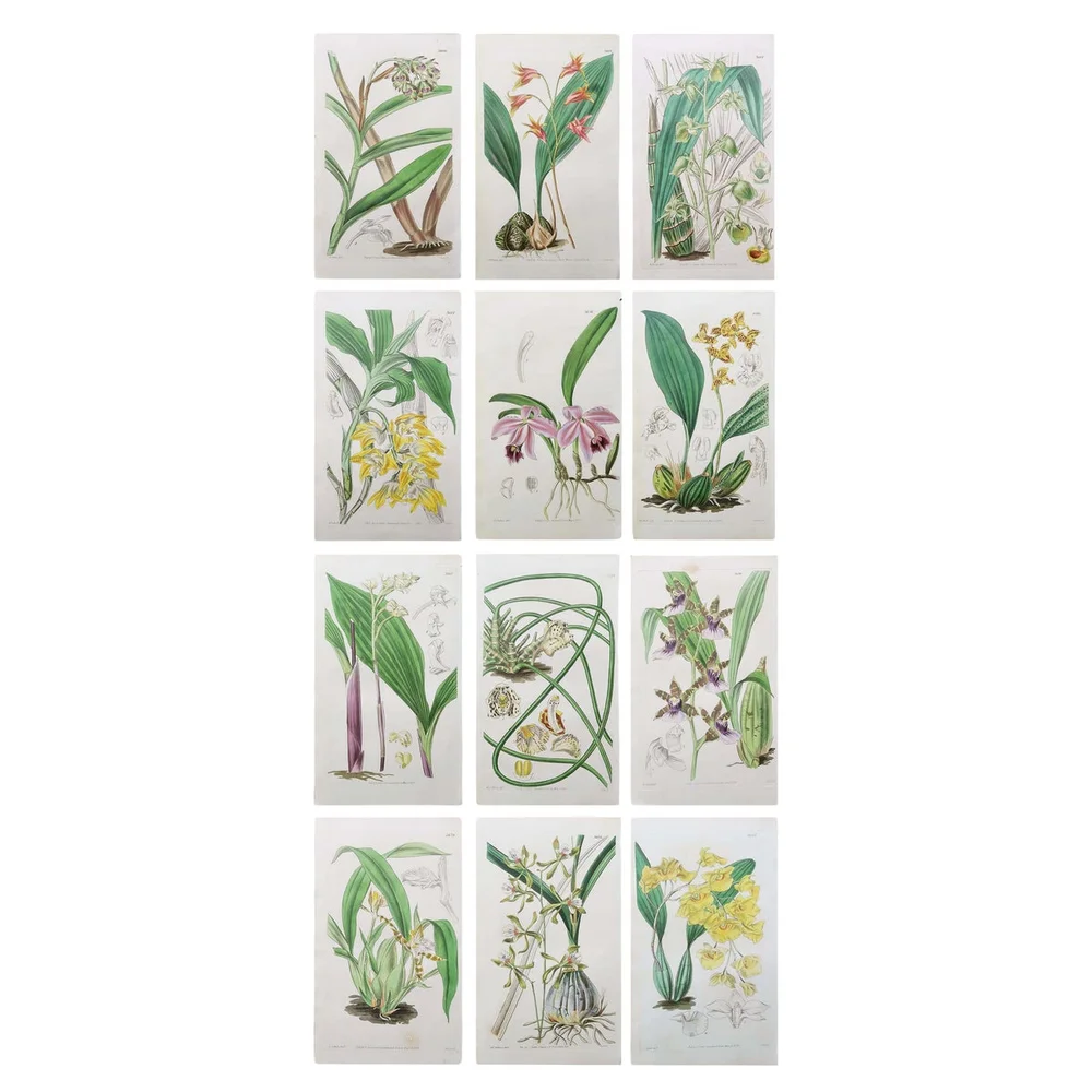 Set of 12 Original Antique Botanical Prints- Orchids. Curtis. Dated 1837