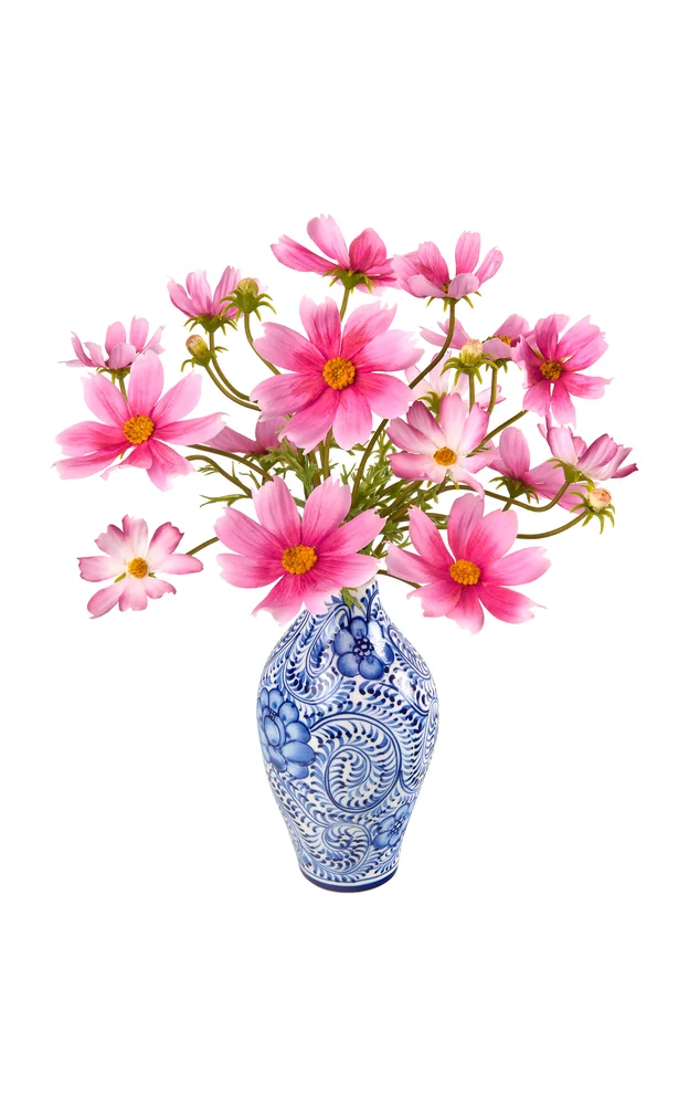Pink Cosmos inBlue and White Bud Vase